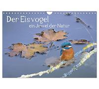 Calendrier 2027 · US Version · Le martin-pêcheur, un joyau de la nature | Le fait d'observer un si bel oiseau en Allemagne nous donne toutes les raisons… · DIN A4 paysage · CALVENDO Calendrier mural