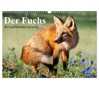 Calendrier 2027 · US Version · Le renard. Un compagnon charmant | Des renards roux joyeux qui s'amusent à jouer avec des chiens · DIN A3 paysage · CALVENDO Calendrier mural