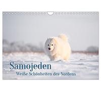 Calendrier 2027 · US Version · Le samoyède : d'adorables boules de poils | Ils sont blancs, tout doux et toujours gentils · DIN A4 paysage · CALVENDO Calendrier mural