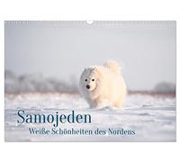 Calendrier 2027 · US Version · Le samoyède : d'adorables boules de poils | Ils sont blancs, tout doux et toujours gentils · DIN A3 paysage · CALVENDO Calendrier mural