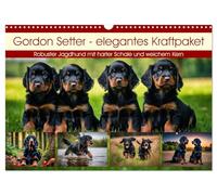 Calendrier 2027 · US Version · Le setter d'Écosse : un concentré d'élégance | et de puissance · Chien de chasse robuste, à l'apparence rude mais au cœur… · DIN A3 paysage · CALVENDO Calendrier mural