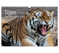 Calendrier 2027 · US Version · Le tigre. Rayé, sauvage et magnifique | Des merveilles rayées d’une beauté parfaite · DIN A3 paysage · CALVENDO Calendrier mural