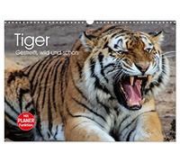Calendrier 2027 · US Version · Le tigre. Rayé, sauvage et magnifique | Des merveilles rayées d'une beauté parfaite · DIN A3 paysage · CALVENDO Calendrier mural