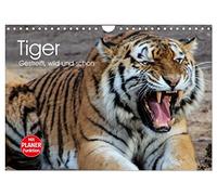 Calendrier 2027 · US Version · Le tigre. Rayé, sauvage et magnifique | Des merveilles rayées d'une beauté parfaite · DIN A4 paysage · CALVENDO Calendrier mural