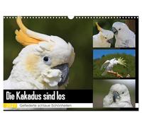 Calendrier 2027 · US Version · Les cacatoès se sont échappés | De ravissantes créatures à plumes · DIN A3 paysage · CALVENDO Calendrier mural
