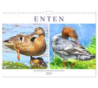 Calendrier 2027 · US Version · Les canards. Des nageurs adorables et très | appréciés · Différentes espèces de canards pour les amateurs de ces beautés qui… · DIN A4 paysage · CALVENDO Calendrier mural