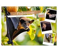 Calendrier 2027 · US Version · Les chauves-souris : de petits vampires | Des acteurs essentiels de l'écosystème · DIN A4 paysage · CALVENDO Calendrier mural