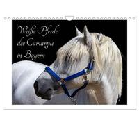 Calendrier 2027 · US Version · Les chevaux blancs de Camargue en Bavière | Le cheval de Camargue est l'une des plus belles races de chevaux au monde · DIN A4 paysage · CALVENDO Calendrier mural