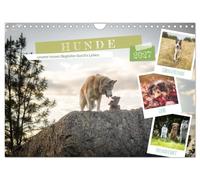 Calendrier 2027 · US Version · Les chiens, nos fidèles compagnons tout au | long de la vie · Les chiens, nos compagnons de tous les jours et nos amis à… · DIN A4 paysage · CALVENDO Calendrier mural
