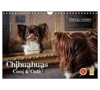 Calendrier 2027 · US Version · Les chihuahuas : sympas et mignons | Si vous aimez les photos de chiens insolites, vous êtes au bon endroit · DIN A4 paysage · CALVENDO Calendrier mural
