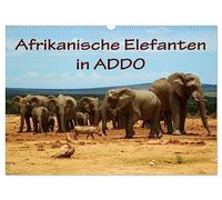 Calendrier 2027 · US Version · Les éléphants d'Afrique à l'ADDO | Photos prises au parc national des éléphants d'Addo, en Afrique du Sud · DIN A3 paysage · CALVENDO Calendrier mural