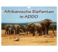 Calendrier 2027 · US Version · Les éléphants d'Afrique à l'ADDO | Photos prises au parc national des éléphants d'Addo, en Afrique du Sud · DIN A4 paysage · CALVENDO Calendrier mural