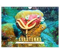 Calendrier 2027 · US Version · Les étoiles de mer : les petites merveilles | de la nature · Asteroidea · Des étoiles sous l'eau · DIN A4 paysage · CALVENDO Calendrier mural