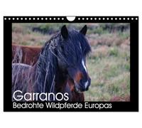 Calendrier 2027 · US Version · Les Garranos : des chevaux sauvages d'Europe | menacés d'extinction · Calendrier du projet de conservation de cette race rare… · DIN A4 paysage · CALVENDO Calendrier mural