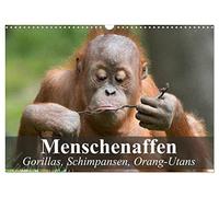 Calendrier 2027 · US Version · Les grands singes. Les gorilles, les | chimpanzés, les orangs-outans · Nos fascinants cousins de la jungle · DIN A3 paysage · CALVENDO Calendrier mural