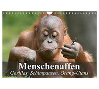 Calendrier 2027 · US Version · Les grands singes. Les gorilles, les | chimpanzés, les orangs-outans · Nos fascinants cousins de la jungle · DIN A4 paysage · CALVENDO Calendrier mural