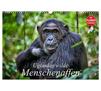 Calendrier 2027 · US Version · Les grands singes sauvages d'Ouganda | Photos de chimpanzés sauvages et de gorilles de montagne · DIN A3 paysage · CALVENDO Calendrier mural