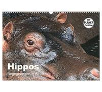 Calendrier 2027 · US Version · Les hippopotames - Rencontres en Afrique | De superbes photos de l'univers des hippopotames · DIN A3 paysage · CALVENDO Calendrier mural