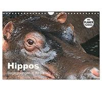 Calendrier 2027 · US Version · Les hippopotames - Rencontres en Afrique | De superbes photos de l'univers des hippopotames · DIN A4 paysage · CALVENDO Calendrier mural