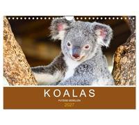 Calendrier 2027 · US Version · Les koalas, de jolies petites bêtes | Des oursons en peluche tout doux qu'on a envie de câliner · DIN A4 paysage · CALVENDO Calendrier mural