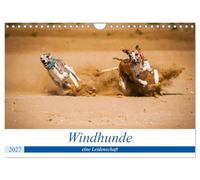 Calendrier 2027 · US Version · Les lévriers : une passion | Il existe de nombreuses races différentes de lévriers · DIN A4 paysage · CALVENDO Calendrier mural