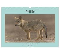 Calendrier 2027 · US Version · Les Loups : impressions de Lusace | Une petite sélection de mes plus belles photos de loups, prises dans la… · DIN A3 paysage · CALVENDO Calendrier mural