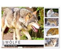 Calendrier 2027 · US Version · Les loups. Un coup de cœur pour Isegrim | Le loup est une créature fascinante, à mi-chemin entre la réalité et l'univers… · DIN A3 paysage · CALVENDO Calendrier mural