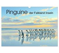 Calendrier 2027 · US Version · Les manchots des îles Malouines | Les stars animales des îles Malouines : les manchots · DIN A3 paysage · CALVENDO Calendrier mural