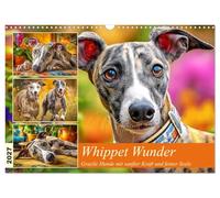 Calendrier 2027 · US Version · Les merveilles du whippet | Des chiens gracieux, dotés d’une force douce et d’une belle âme · Des lévriers… · DIN A3 paysage · CALVENDO Calendrier mural