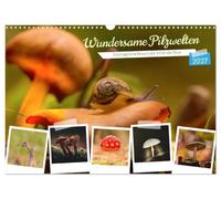 Calendrier 2027 · US Version · Les merveilleux mondes des champignons | Découvrez l'univers fascinant des champignons · DIN A3 paysage · CALVENDO Calendrier mural