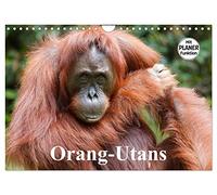 Calendrier 2027 · US Version · Les orangs-outans | Grands singes arboricoles au pelage roux et hirsute · DIN A4 paysage · CALVENDO Calendrier mural