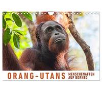 Calendrier 2027 · US Version · Les orangs-outans, grands singes de Bornéo | Visite chez les orangs-outans dans le parc national de Tanjung Puting, à Bornéo · DIN A4 paysage · CALVENDO Calendrier mural