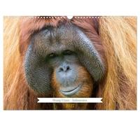 Calendrier 2027 · US Version · Les orangs-outans - Indonésie | Orang-outans · photographiés à Kalimantan (Indonésie · DIN A3 paysage · CALVENDO Calendrier mural