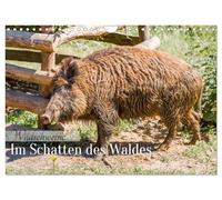 Calendrier 2027 · US Version · Les sangliers - À l'ombre de la forêt | La beauté sauvage se trouve souvent à deux pas de chez nous: d'impressionnants… · DIN A4 paysage · CALVENDO Calendrier mural
