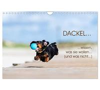 Calendrier 2027 · US Version · Les TECKELS… savent ce qu'ils veulent… (et | ce qu'ils ne veulent pas · Espiègle, têtu et adorable… En un mot : un teckel · DIN A4 paysage · CALVENDO Calendrier mural