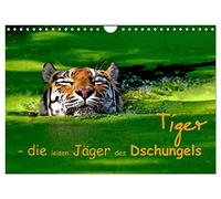 Calendrier 2027 · US Version · Les tigres : les chasseurs silencieux de la | jungle · Portrait du tigre · DIN A4 paysage · CALVENDO Calendrier mural