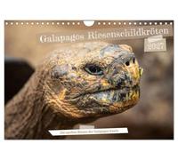 Calendrier 2027 · US Version · Les tortues géantes des îles Galápagos | Découvrez la beauté et la grâce impressionnantes de ces gentils géants qui ont… · DIN A4 paysage · CALVENDO Calendrier mural