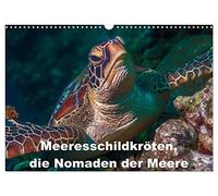 Calendrier 2027 · US Version · Les tortues marines, ces nomades des mers | Photos de tortues de mer prises sur des récifs d'Asie du Sud-Est · DIN A3 paysage · CALVENDO Calendrier mural