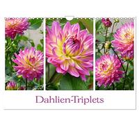 Calendrier 2027 · US Version · Les triplés Dahlia | Sur chaque page du calendrier : des dahlias vendus par lot de trois · DIN A4 paysage · CALVENDO Calendrier mural