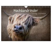 Calendrier 2027 · US Version · Les vaches des Highlands | de magnifiques bêtes à la toison hirsute · Les vaches qui posent comme des… · DIN A4 paysage · CALVENDO Calendrier mural