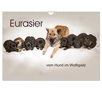 Calendrier 2027 · US Version · L'Eurasier, un chien déguisé en loup | Photos de l'élevage « vom Hund im Wolfspelz · DIN A4 paysage · CALVENDO Calendrier mural