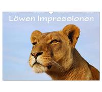 Calendrier 2027 · US Version · Lions impressions | Les lions sauvages en liberté en Afrique du Sud · DIN A3 paysage · CALVENDO Calendrier mural