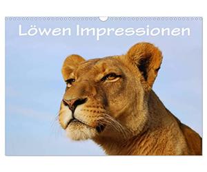 Calendrier 2027 · US Version · Lions impressions | Les lions sauvages en liberté en Afrique du Sud · DIN A3 paysage · CALVENDO Calendrier mural