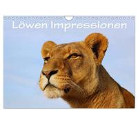 Calendrier 2027 · US Version · Lions impressions | Les lions sauvages en liberté en Afrique du Sud · DIN A4 paysage · CALVENDO Calendrier mural