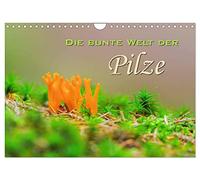 Calendrier 2027 · US Version · L'univers haut en couleur des champignons | Photos de champignons des bois · DIN A4 paysage · CALVENDO Calendrier mural
