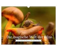 Calendrier 2027 · US Version · L'univers magique des champignons | Découvrez l'univers fascinant des champignons · DIN A3 paysage · CALVENDO Calendrier mural
