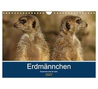 Calendrier 2027 · US Version · Meerkat - L'union fait la force | Photos de la vie quotidienne des suricates · DIN A4 paysage · CALVENDO Calendrier mural