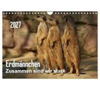 Calendrier 2027 · US Version · Meerkat - L'union fait la force/Version CH | Photos de la vie quotidienne des suricates · DIN A4 paysage · CALVENDO Calendrier mural