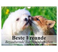 Calendrier 2027 · US Version · Meilleurs amis - D'adorables amitiés entre | animaux · Des amitiés animales exceptionnelles en images magnifiques · DIN A4 paysage · CALVENDO Calendrier mural