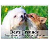 Calendrier 2027 · US Version · Meilleurs amis - D'adorables amitiés entre | animaux · Des amitiés animales exceptionnelles en images magnifiques · DIN A3 paysage · CALVENDO Calendrier mural